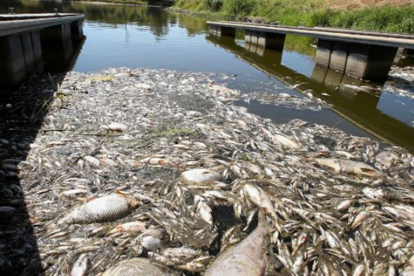 Scores of dead fish pulled from 'toxic' river in Poland
