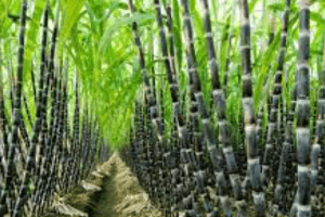 FG SEEKS POVERTY REDUCTION THROUGH SUGAR DEVELOPMENT
