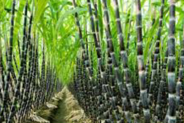 FG SEEKS POVERTY REDUCTION THROUGH SUGAR DEVELOPMENT