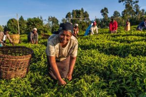 GOVERNMENT SHOULD START TREATING AGRIC AS BUSINESS - EXPERT